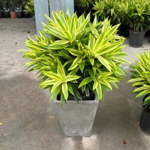 金边百合竹盆栽金心百合竹室内外大型植物阳台客厅高档富贵绿植