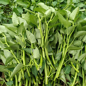 重庆农家栽种新鲜应季蔬菜叶菜空心菜通心菜藤藤菜食用三斤包邮