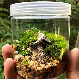 微观盆景微景观