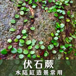 伏石蕨抱树蕨绿植雨林水陆缸假山缸攀爬造景常用常绿叶植物抱石莲