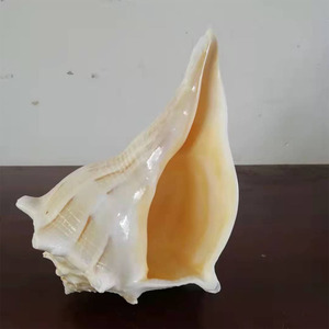 欧式家居摆件天然贝壳左旋螺客厅书房轻奢高端抽象艺术软装饰镇宅