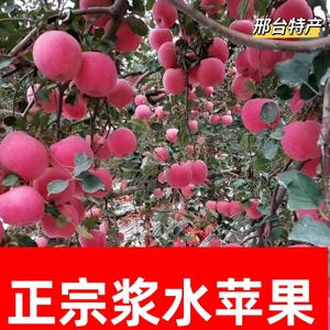 红富士苹果河北邢台特产浆水苹果飘香万里孕妇最爱新鲜脆甜汁水多