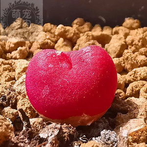 红李子 吕氏红宝石 超毛毛汉尼 两年株 红的发紫颗粒感 萌宠多肉