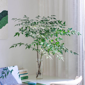 绿天竺鲜切枝新鲜花真花南天竹鲜枝上海发可闪送水养花瓶插花家庭