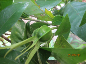 兴宁中草药淘宝正宗野生无硫 山栀根 栀子根 黄栀根 黄枝根 黄果根