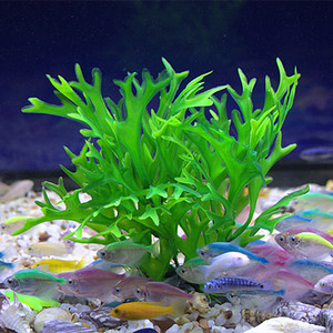 绿珊瑚水草