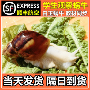 白玉蜗牛宠物活体学生科学实验观察套装巨型大蜗牛观赏教学小蜗牛