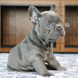 纯种法国斗牛幼犬 蓝牛 伴侣犬 生活犬 小方体 小型 两月龄 北京