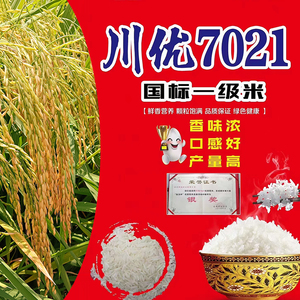 泰国香米种子川优7021高端浓香型部标一级水稻种子泰国茉莉香型米