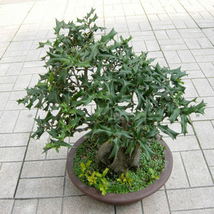 野生有刺枸骨树苗盆景盆栽老虎刺猫儿刺六角刺八角刺元宝刺圣诞树