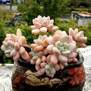 老版香水拉丝雨多肉植物一物一拍多头整群大群老桩多肉大颗精品