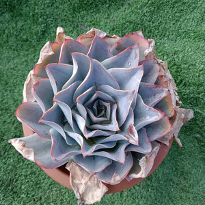 冰与火多肉大单头一物一拍超大薄叶系三仙杂交多肉