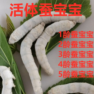 1-5龄白色蚕宝宝学生科普套餐嫩桑叶饲养盒七彩蚕巨型5龄包邮包活