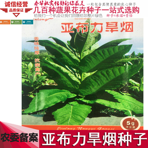 旱烟烟种  亚布力旱烟种子 东北庭院叶菜园 农作物种籽关东烟种子