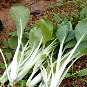安徽农家自种食用新鲜蔬菜高杆白菜腌长梗青菜小棵菜现摘5斤 包邮