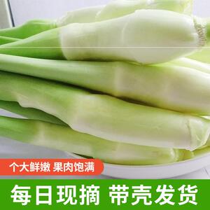 新货台州现摘新鲜茭白5斤顺丰包邮高笋农家菜茭儿茭瓜交白当季蔬