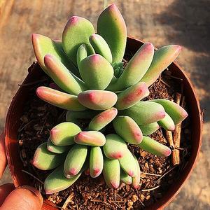 青星美人老桩多肉良木花舍办公室防辐射植物趣味盆栽防辐射吸甲醛