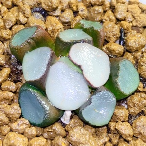 十二卷万象经典