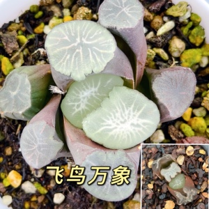 一物一拍飞鸟万象十二卷3-4cm小苗经典万象品种飞鸟万象花纹密集