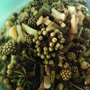 云南德宏傣族食用野菜苦凉包素炒煮汤苦包过水苦凉包微苦民族特色