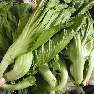 云南德宏高山新鲜芥菜大叶青菜大苦菜特色蔬菜农家特产品冲菜微苦