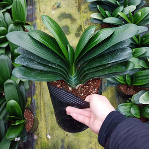 鞍山圆头宽叶元宝君子兰花卉盆栽室内客厅四季易养活绿植特价包邮