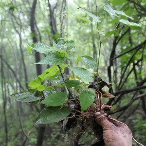 250g包邮中药材淫羊藿叶泡茶男性泡酒料秦岭羊霍叶羊淫藿可搭杜仲