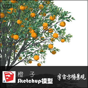 园林景观设计su高质量3d植物模型甜橙香橙子观果常绿乔木网盘素材