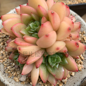 巴比松精品韩货多肉红酒桃新品杂交萌肉肉小盆栽老桩群生缀化新品