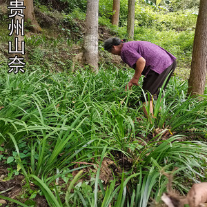 贵州特产新鲜山奈去腥除味调味香料五香草带根盆栽可食用种植包邮