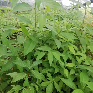 山胡椒苗 木姜子树苗 云贵川黑山姜子树苗盆栽调料山鸡椒香料树苗