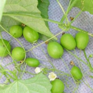 老鼠拉冬瓜 马交儿 土花粉 土白蔹 野生新鲜 500克