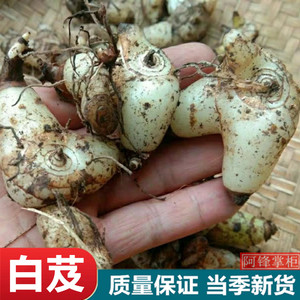 野生白芨贵州 新鲜草药材白及野山小白鸡药用百级包邮