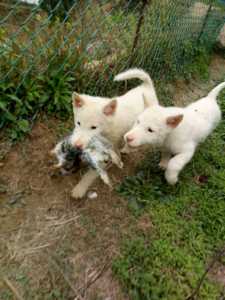 下司犬打猎