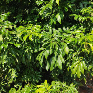 龙眼叶 野生龙眼叶 叶子改善水质 预防腐皮 调节酸碱度仿生态养龟