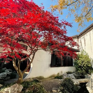 高档别墅风景树中国红枫树苗日式庭院园林红舞姬鸡爪槭耐寒三季红