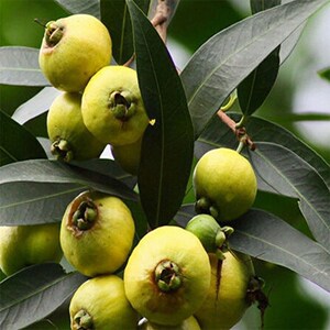 正宗水蒲桃苗果树苗广西山蒲桃树又名水番桃耐寒南北方四季种植