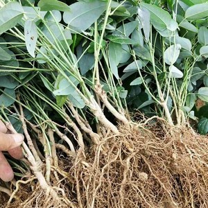 八月瓜苗 8月炸果苗水果树苗爬藤果三叶木通预知子九月瓜带土带叶