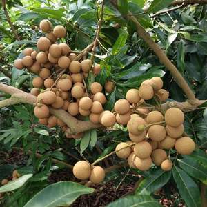 广西北流石硖龙眼新鲜桂圆果园现摘尝鲜应季水果5斤10斤包邮整箱