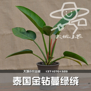 【大城小农】泰国金钻蔓绿绒 荫生植物可水培 室内观叶新品种植物