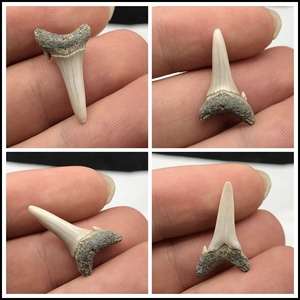 保真 俄罗斯 鲨鱼牙化石 瓷化鱼牙 天然古生物 教学 收藏品hs703