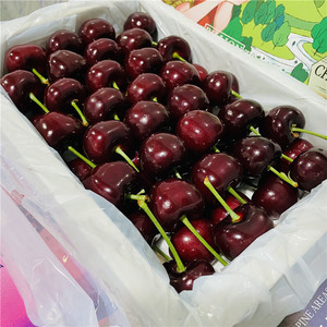 大连美早樱桃现摘国产5j车厘子新鲜当季孕妇水果辽宁同城顺丰包邮