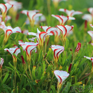 247 酢浆草 秋天种植 双色冰淇淋 新手好养 易爆盆