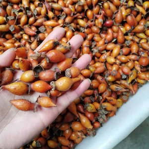 全红金樱子新鲜野生金英子刺梨泡酒材料糖罐子20年现摘 5斤装红果