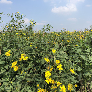 新鲜现挖洋姜鬼子姜洋芋葵花芋菊花芋甜姜可腌制泡菜酱菜5斤