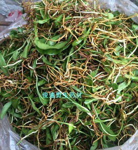 中草药一支箭新干货 蛇吐须青藤蛇咬子瓶儿小草干品新货半斤
