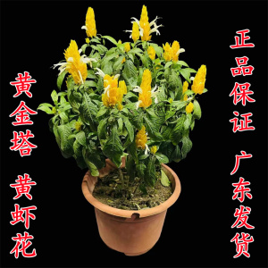 黄金塔四季开花阳台盆栽金苞花 黄金塔花 黄虾花苗带花金苞虾衣花