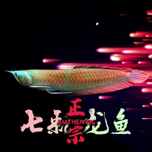 000人付款淘宝七彩银龙鱼活鱼鱼苗幻彩银龙黄化练手龙