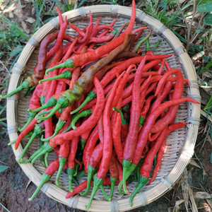 湖南新鲜红辣椒衡阳本地农家自种线椒二荆条天然蔬菜可做泡椒剁椒