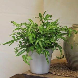 阿波银线蕨盆栽雨林缸蕨类观叶植物室内办公耐阴 吸甲醛